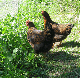 Chooks will eat the plants that poke through the fence
